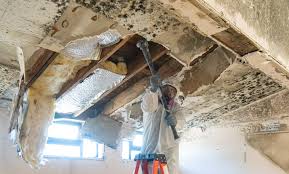 Professional Mold Removal & Remediation in University, FL